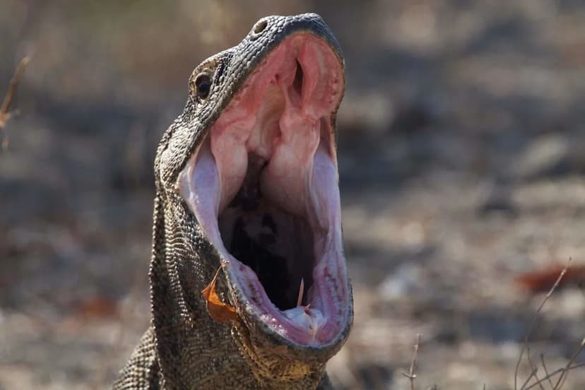 Komodo Dragon Eats Plush Toys: A Close Call