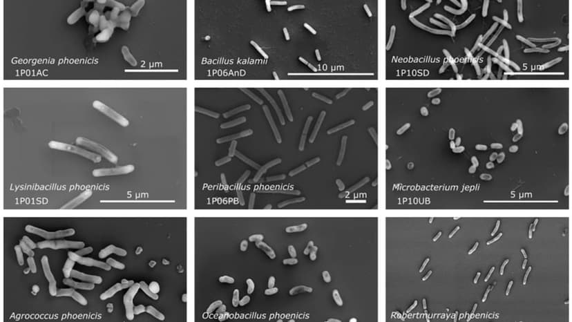 NASA Cleanrooms Hide Secret Life: 26 New Bacteria Found