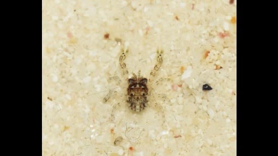 New Squat Lobster Species Found in India