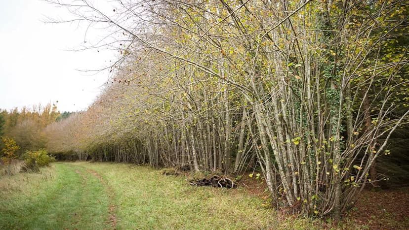 Seabirds Driven Inland by Fierce Winds