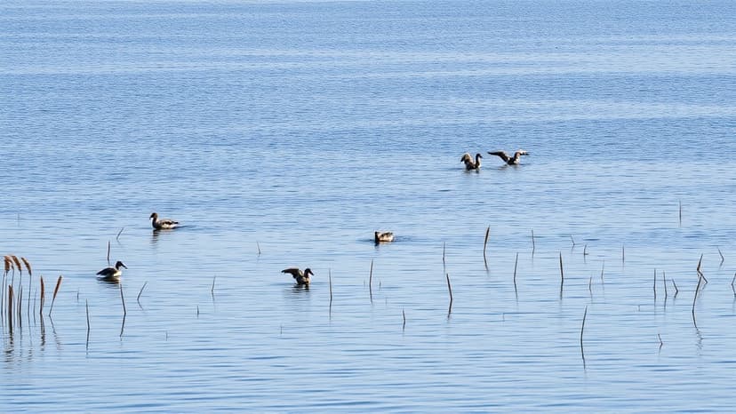 Poachers Target Migratory Birds at Akera Lake