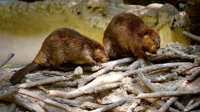 Beavers: Nature's Tiny Climate Engineers