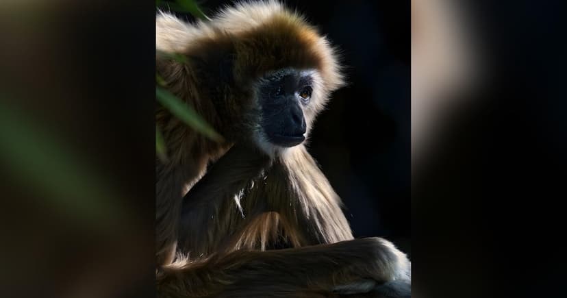 Sacramento Zoo Loses Beloved 54-Year-Old Gibbon