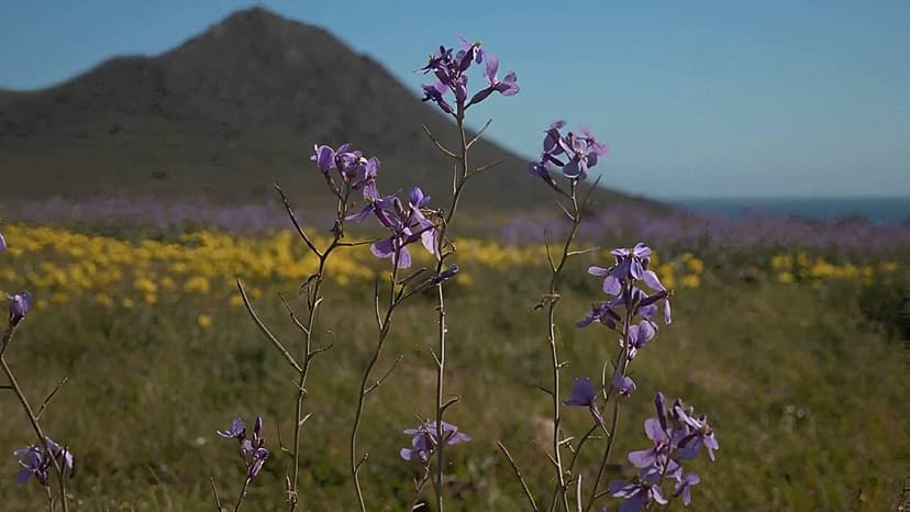 Spain's Winter Bloom: Arid Lands Burst with Color