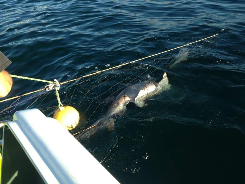 Sydney's Shark Nets: Deadly bycatch or vital protection?